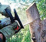 Best Storm Damage Tree Cleanup  in Charlotte, TN