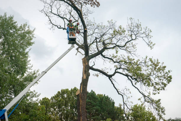 Best Tree Mulching  in Charlotte, TN